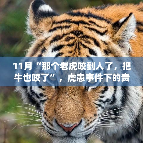 虎患事件下的責(zé)任與反思，動物保護(hù)與人居安全的平衡探討
