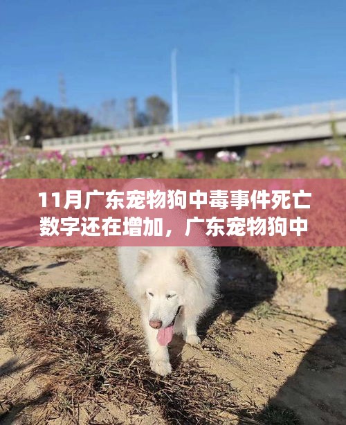 廣東寵物狗中毒事件持續(xù)發(fā)酵，死亡數(shù)字增加，深度分析與個人觀點觀察