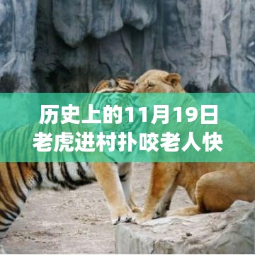 驚魂時刻與英勇脫險，猛虎進村襲擊老人，快速拉門化險為夷的傳奇故事