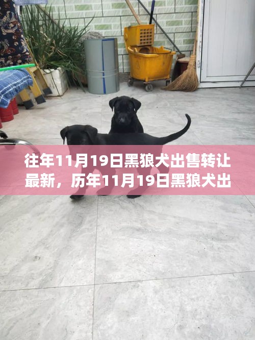 深度解析，歷年11月19日黑狼犬出售轉(zhuǎn)讓現(xiàn)象，某觀點(diǎn)立場(chǎng)與理由探討
