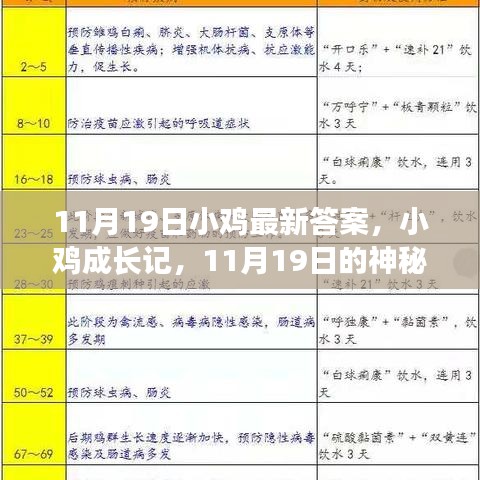 小雞成長(zhǎng)記，神秘答案揭曉與友情之旅的啟程（11月19日最新）