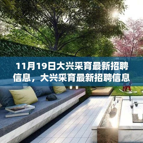 大興采育最新招聘信息發(fā)布，職場人的福音降臨（11月19日版）