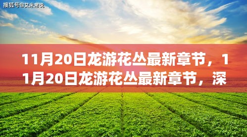 11月20日龍游花叢最新章節(jié)，深度測評與詳細(xì)介紹