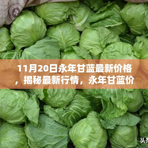 永年甘藍(lán)最新價(jià)格揭秘，行情走勢(shì)分析與趨勢(shì)預(yù)測(cè)（11月20日更新）