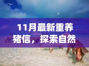 重養(yǎng)豬信，與自然美景的奇妙冒險之旅