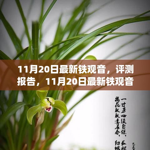 11月20日鐵觀音深度評測報告，品質(zhì)、體驗與市場對比解析