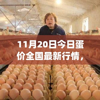 全國最新蛋價行情分析與展望，11月20日蛋價更新