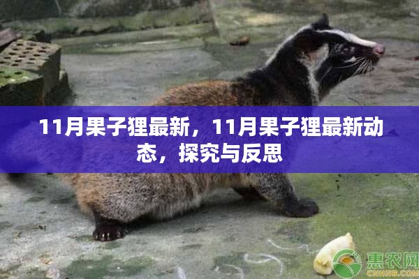探究與反思，最新動(dòng)態(tài)下的果子貍生存狀況觀察（11月最新資訊）