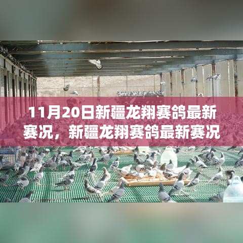 新疆龍翔賽鴿翱翔藍(lán)天，最新賽況與學(xué)習(xí)變化的力量與自信
