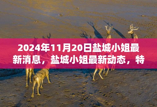 鹽城小姐最新動態(tài)深度解析，特性、體驗、競品對比及目標用戶群體分析（2024年11月版）