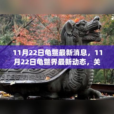 11月22日龜鱉界最新動態(tài)，生態(tài)健康與保護(hù)進(jìn)展關(guān)注焦點(diǎn)