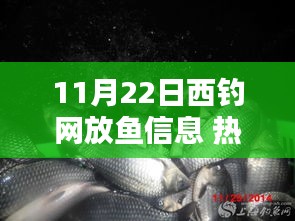 11月22日西釣網(wǎng)放魚信息全解析，從熱門指南到精通技巧