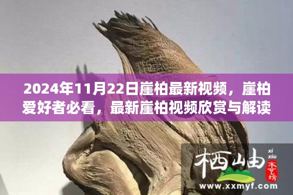 2024年崖柏最新視頻欣賞與解讀，獨(dú)家呈現(xiàn)，崖柏愛好者必看
