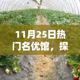 揭秘熱門名優(yōu)館的獨特魅力，探索未知領(lǐng)域的精彩之旅（11月25日）