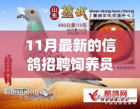 11月最新信鴿飼養(yǎng)員招聘，人才匹配與職業(yè)發(fā)展多維度探討