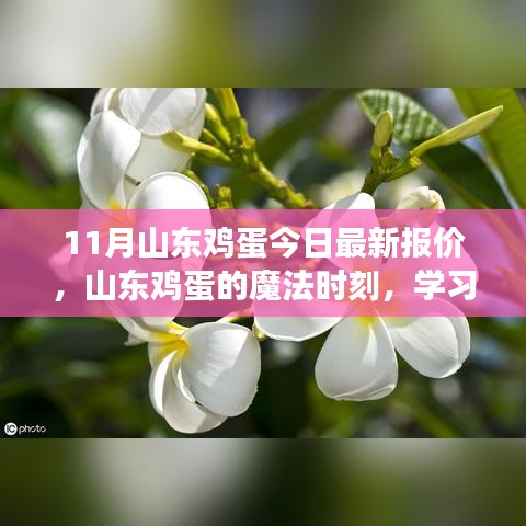 山東雞蛋最新報(bào)價(jià)，點(diǎn)亮希望之光，成就夢(mèng)想之路