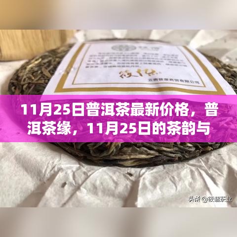 11月25日普洱茶最新價格，茶韻與溫情的邂逅