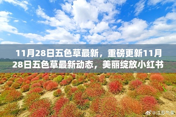 11月28日五色草最新動(dòng)態(tài)，美麗綻放小紅書，重磅更新揭秘