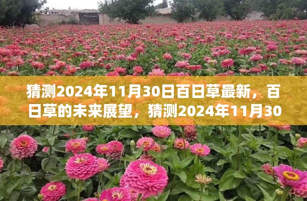 百日草的未來(lái)展望，揭秘2024年百日草最新動(dòng)態(tài)與未來(lái)趨勢(shì)分析