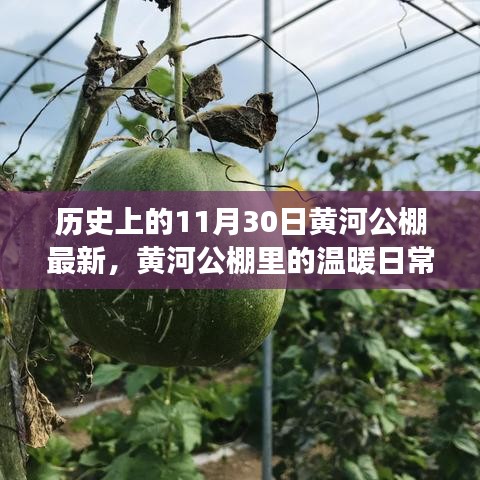 黃河公棚，溫暖日常與趣事情感紐帶的記錄——11月30日最新篇章