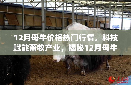 揭秘科技賦能畜牧產(chǎn)業(yè)，12月母牛價(jià)格行情智能分析系統(tǒng)前沿功能與體驗(yàn)報(bào)告
