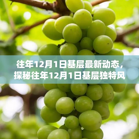 揭秘往年12月1日基層動(dòng)態(tài)，巷弄深處的獨(dú)特風(fēng)情與隱藏瑰寶