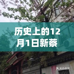 探秘新蔡檀香園，巷弄深處的獨特風(fēng)情，揭秘十二月最新動態(tài)