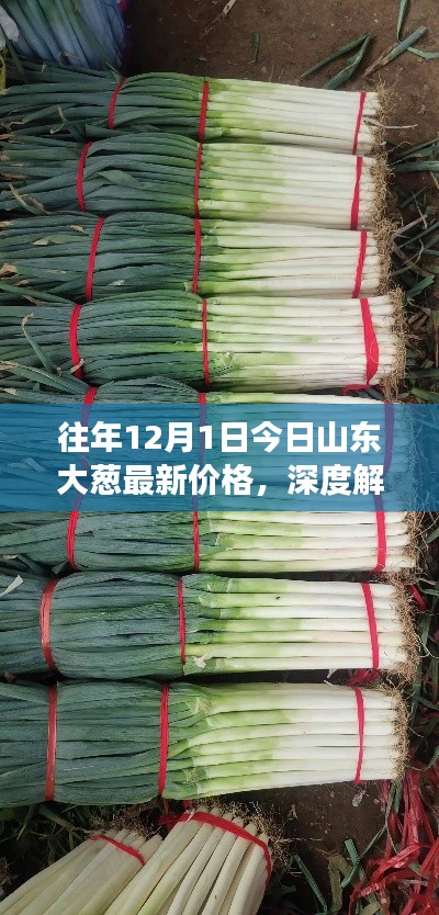 深度解析，山東大蔥歷年12月1日最新價(jià)格及市場(chǎng)表現(xiàn)概覽