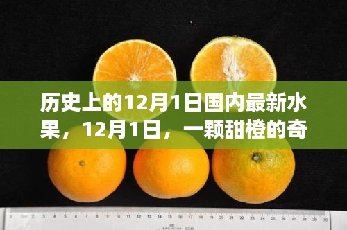 暖心故事，甜橙奇遇記——紀(jì)念歷史上的12月1日國(guó)內(nèi)最新水果