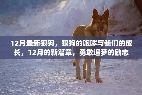 12月狼狗咆哮，勵(lì)志成長之旅，勇敢追夢的新篇章