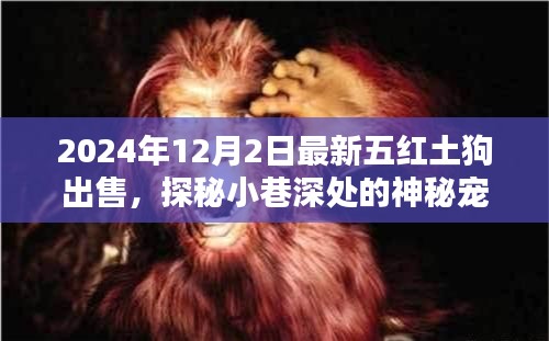 最新五紅土狗出售紀(jì)實(shí)，探秘神秘寵緣，尋找獨(dú)一無二的紅土狗樂園