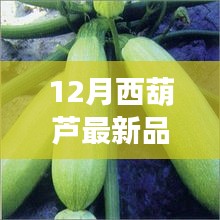 12月西葫蘆新品全面解析，特性、使用體驗(yàn)與目標(biāo)用戶分析
