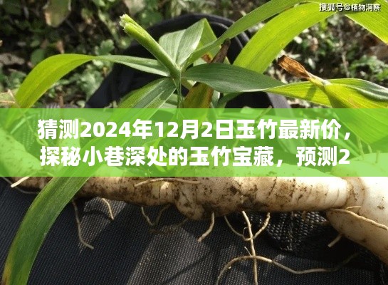 探秘小巷深處的玉竹寶藏，預(yù)測2024年12月最新行情與玉竹價(jià)格展望