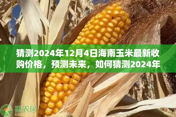 揭秘未來，海南玉米最新收購價格預測報告（至2024年12月4日）