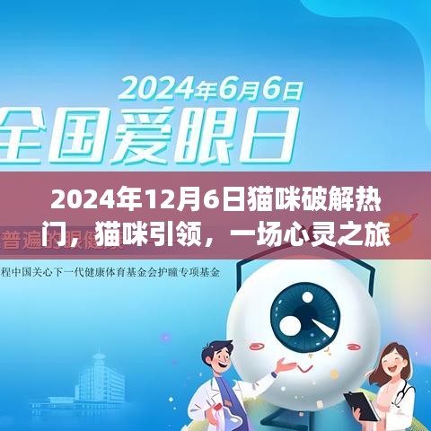 貓咪引領的心靈之旅，熱門貓咪時光探索記