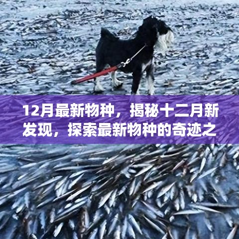揭秘十二月新物種，探索最新發(fā)現(xiàn)的奇跡之旅