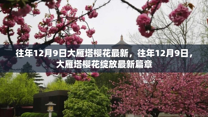 大雁塔櫻花綻放盛景，歷年12月9日的最新篇章