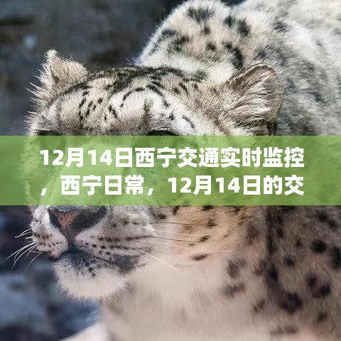 12月14日西寧交通實(shí)時(shí)觀察，日常奇遇與暖心陪伴的時(shí)刻