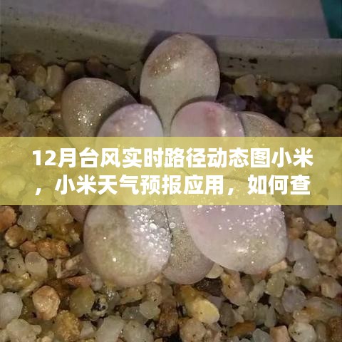 小米天氣預報應用，如何查看十二月臺風實時路徑動態(tài)圖