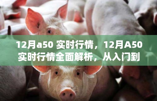 12月A50實(shí)時(shí)行情解析與交易指南，入門到進(jìn)階的全面指導(dǎo)