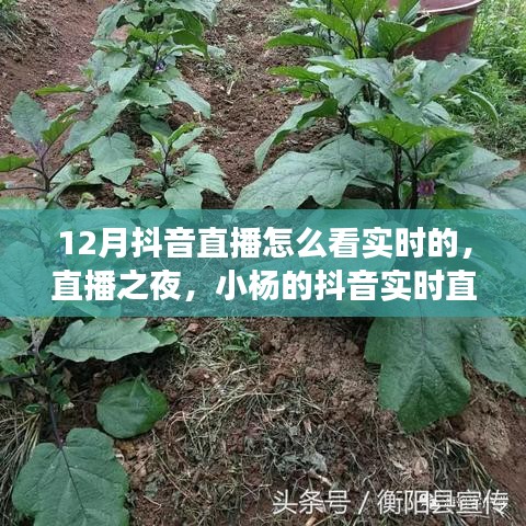 12月抖音直播實時觀看指南，小楊的暖心直播之旅與陪伴時刻