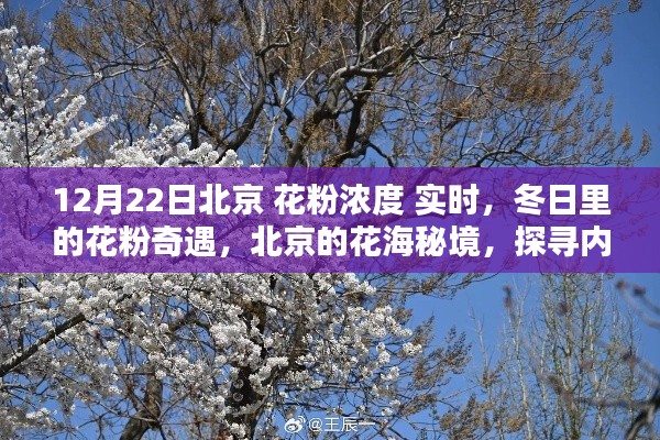冬日北京花粉濃度實(shí)時(shí)探秘，探尋花海秘境中的內(nèi)心寧?kù)o與和諧