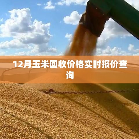 玉米回收價格實時更新，最新報價查詢