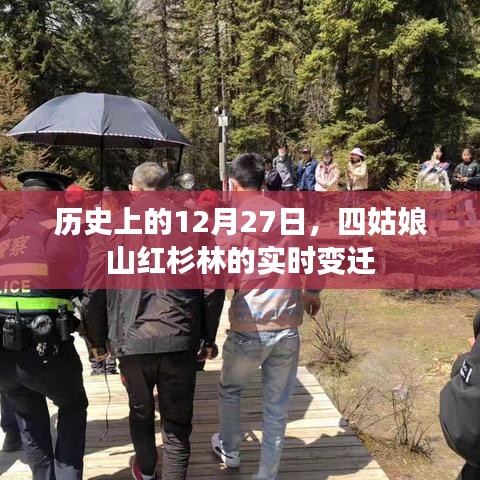 四姑娘山紅杉林實(shí)時(shí)變遷，歷史視角下的十二月二十七日觀察