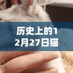貓咪名字史上的熱門時(shí)刻，探尋貓咪名字變遷的歷程