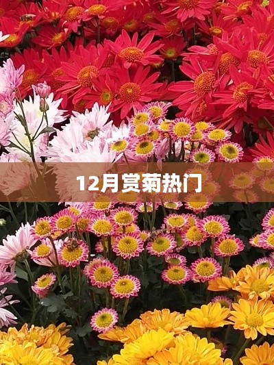 十二月賞菊盛宴開(kāi)啟