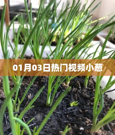 熱門(mén)視頻小蔥，最新流行趨勢(shì)一網(wǎng)打盡！