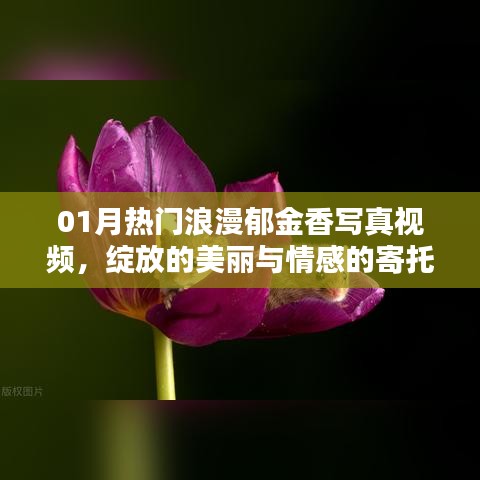 熱門(mén)郁金香寫(xiě)真視頻，綻放美麗與情感寄托
