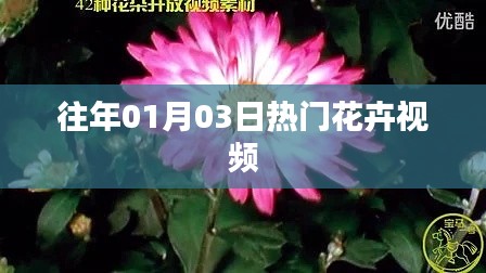 精選花卉視頻，歷年一月三日熱門(mén)盤(pán)點(diǎn)