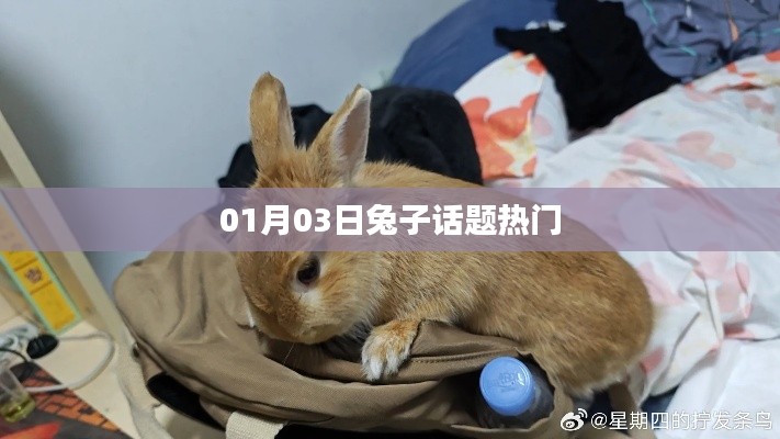 兔子話題熱議，聚焦最新動態(tài)